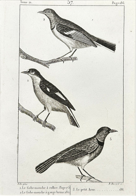 Antique Bird Print - Collared Flycatcher, Blue-and-white Flycatcher - F2
