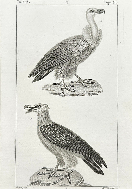 Antique Bird Print - Buffon - Perenoptere, Griffon Vulture - France - F2