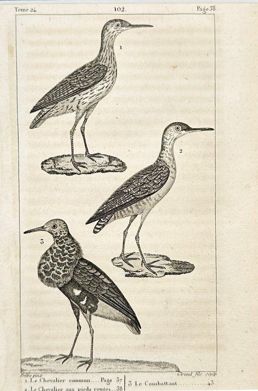 Antique Print - Chevalier Commun, Chevalier Aux Pieds Rouges, Combattant - F2