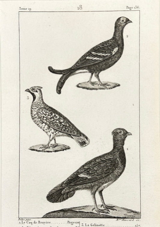Antique Print - Buffon - Western Capercaillie, Black Grouse, Grouse - F2
