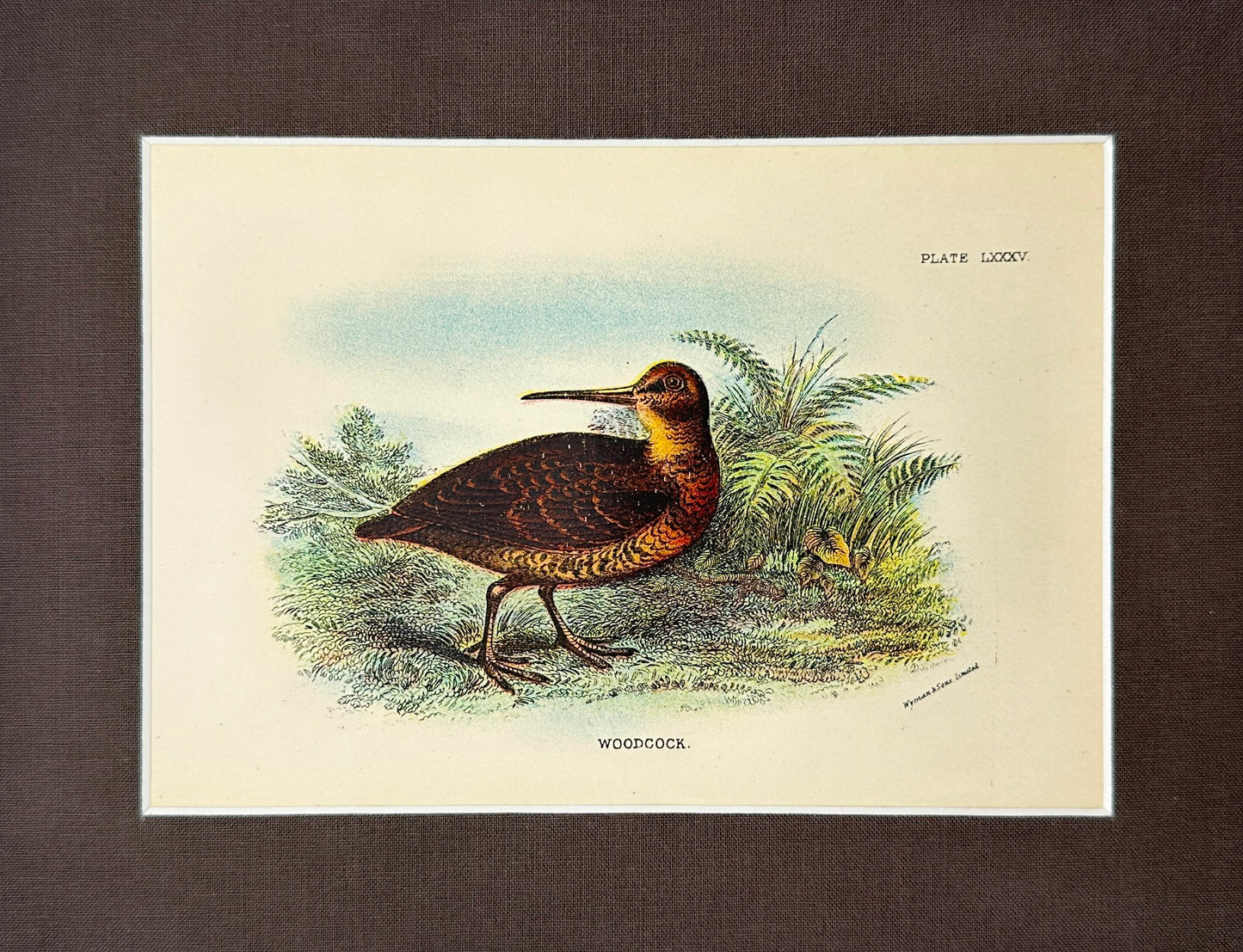 Antique Bird Print - Richard Bowdler Sharpe - Woodcock - Scolopax - London - F2