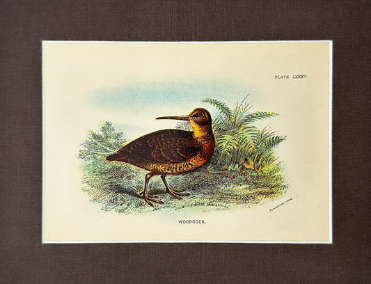 Antique Bird Print - Richard Bowdler Sharpe - Woodcock - Scolopax - London - F2