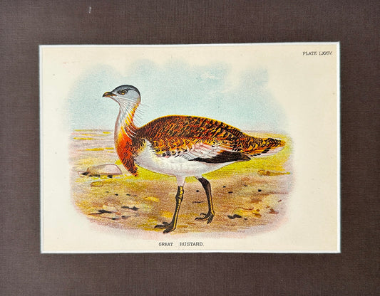 Antique Bird Print - Bowdler - Otis Tarda - Great Bustard - London - F2