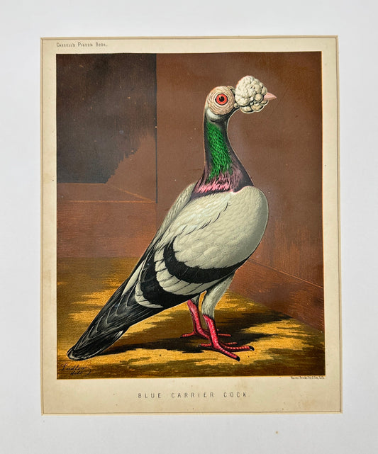 Antique Bird Print - Vincent Brooks - Blue Carrier Cock - London - F2