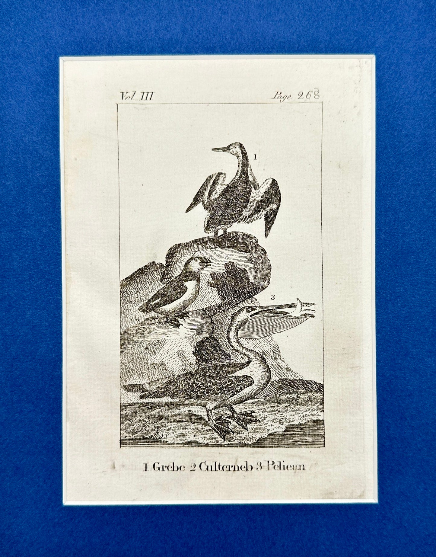 Antique Bird Print - Goldsmith - Podicipedidae, Culterneb, Pelecanida - F2