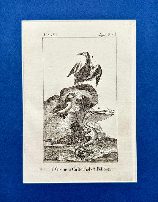 Antique Bird Print - Goldsmith - Podicipedidae, Culterneb, Pelecanida - F2