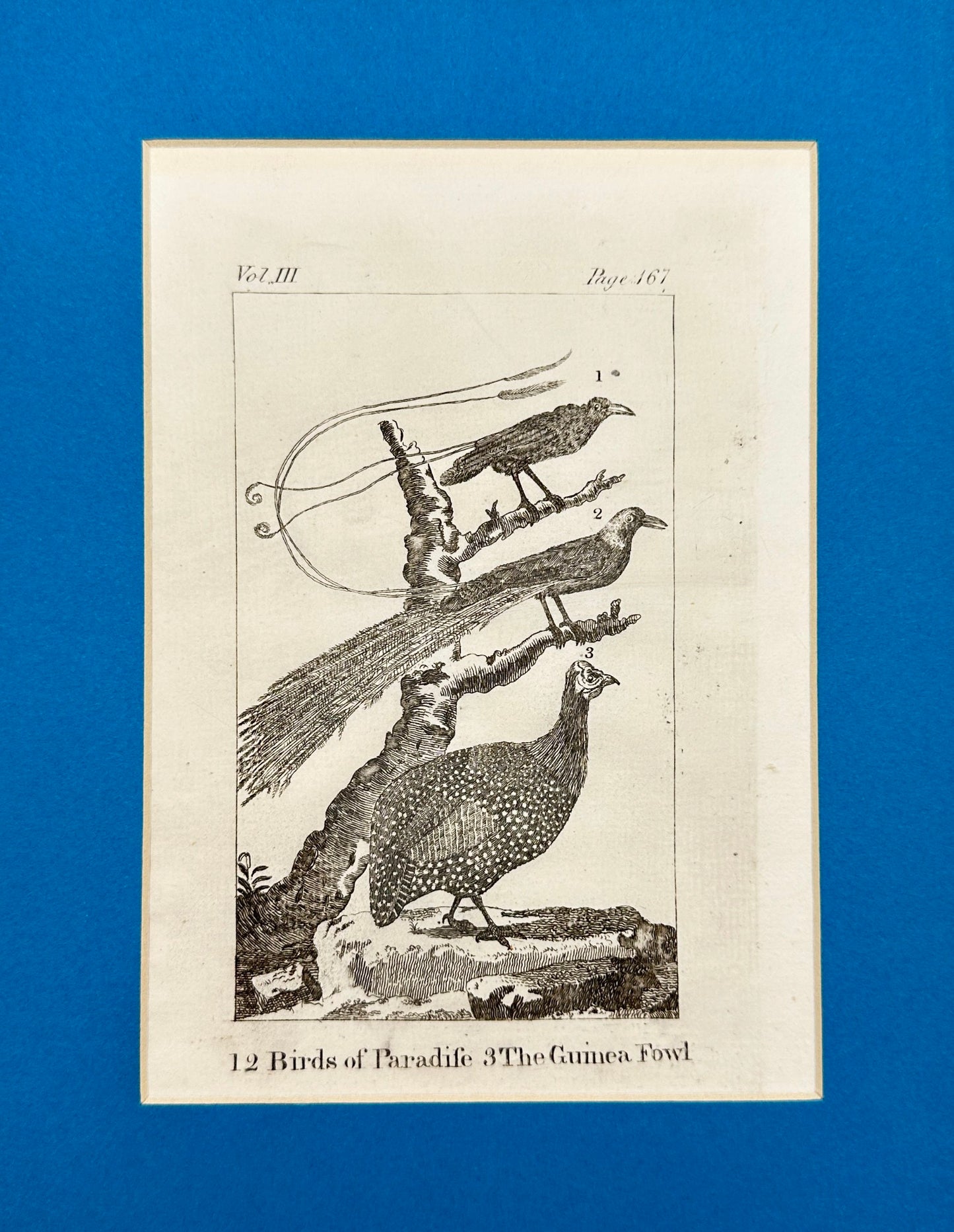 Antique Bird Print - Oliver Goldsmith - Guinea Fowl - Numida Meleagris - F2