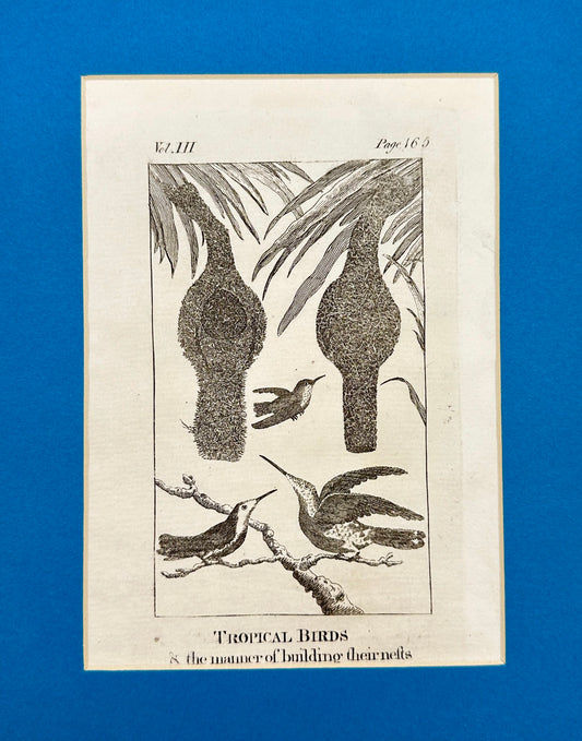 Antique Bird Print - Oliver Goldsmith - Tropical Birds - Aves Tropicales - F2