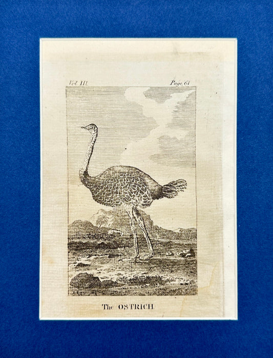 Antique Bird Print - Oliver Goldsmith - The Ostrich - Struthio Camelus - F2