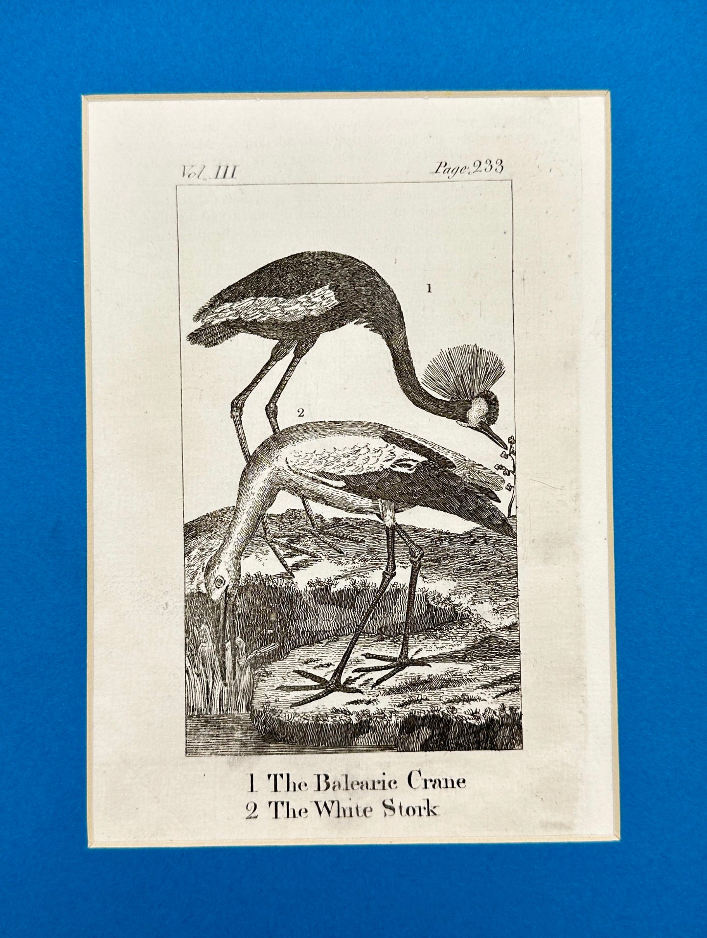 Antique Bird Print - Oliver Goldsmith - The Balearic Crane, The White Stork - F2