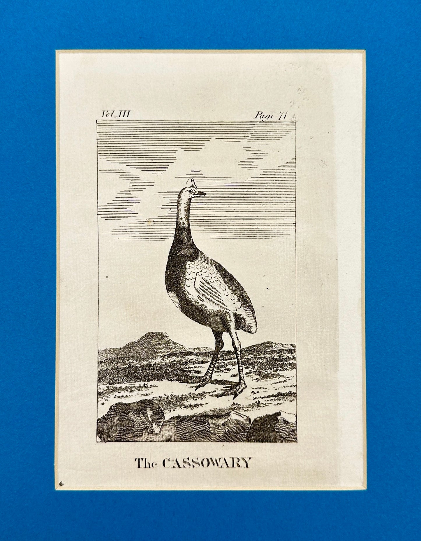 Antique Bird Print - Oliver Goldsmith - The Cassowary - Casuarius - F2
