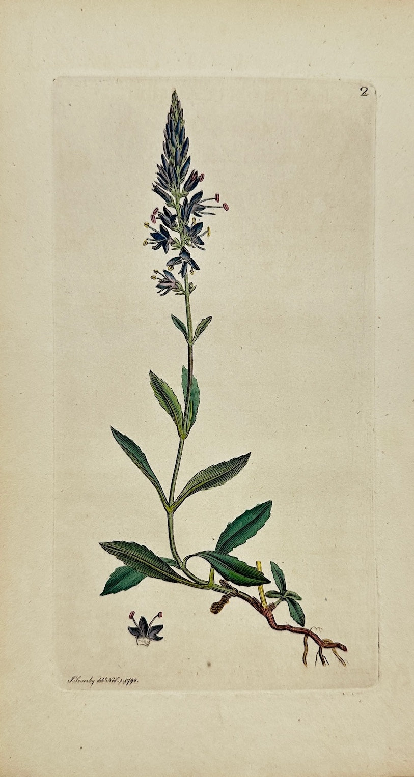Antique Print - James Sowerby - Veronica Spicata - Spiked Speedwell - F1