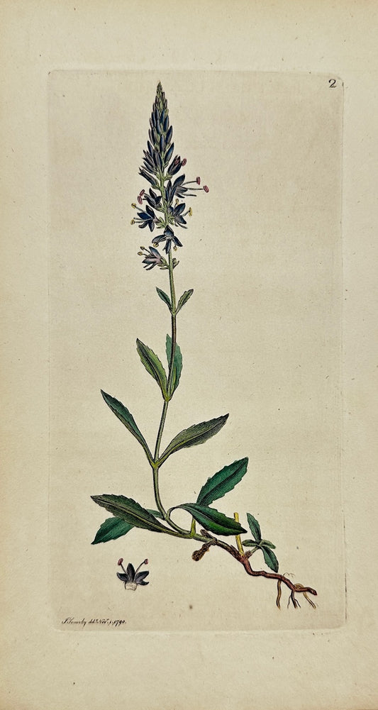 Antique Print - James Sowerby - Veronica Spicata - Spiked Speedwell - F1