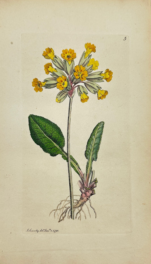 Antique Botanical Print - James Sowerby - Primula Veris - Cowslip - F1