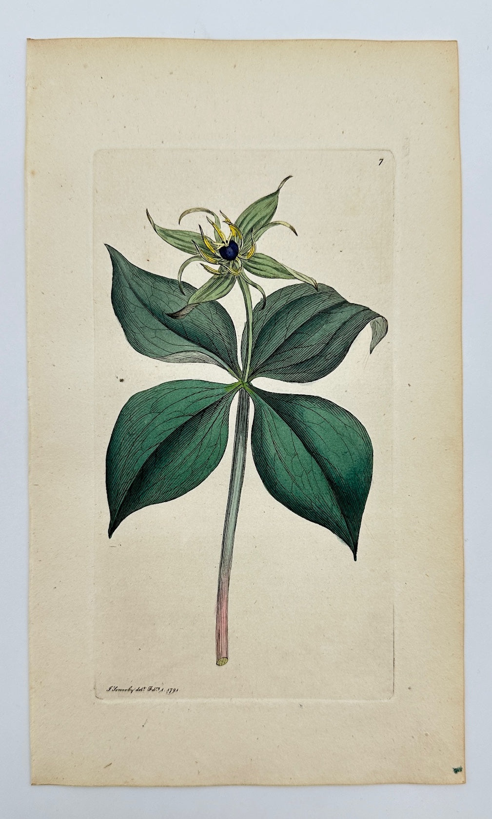 Antique Botanical Print - James Sowerby - Paris Quadrifolia - Herb Paris - F1