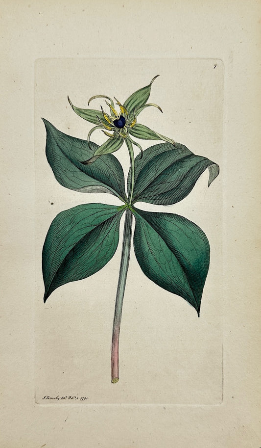 Antique Botanical Print - James Sowerby - Paris Quadrifolia - Herb Paris - F1
