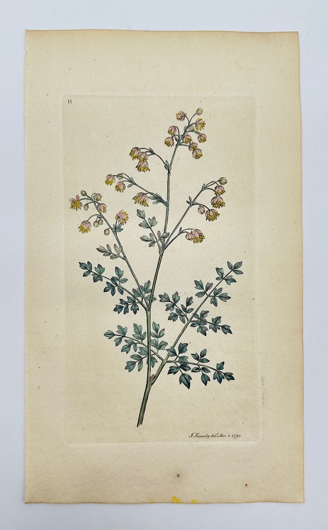 Antique Print - James Sowerby - Thalictrum Minus - Small Meadow Rue - F1