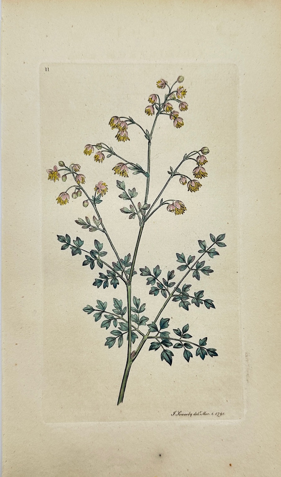 Antique Print - James Sowerby - Thalictrum Minus - Small Meadow Rue - F1