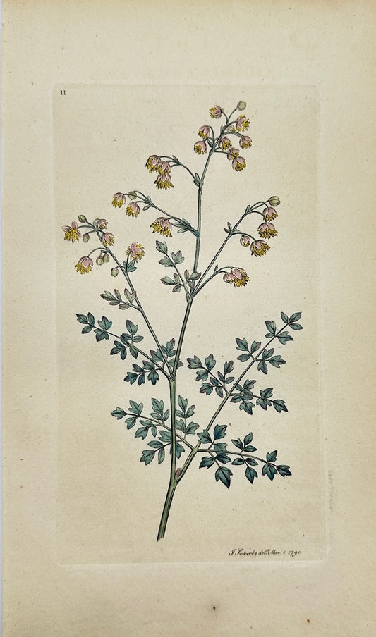 Antique Print - James Sowerby - Thalictrum Minus - Small Meadow Rue - F1