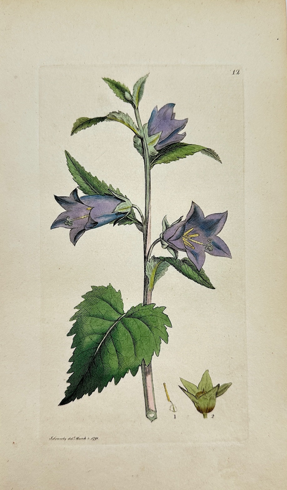 Antique Print - Sowerby - Campanula Trachelium - Nettle-leaved Bellflower - F1