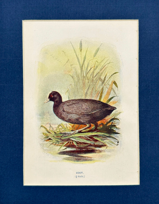 Antique Bird Print - William Swaysland - The Coot - Fulica Atra - F2