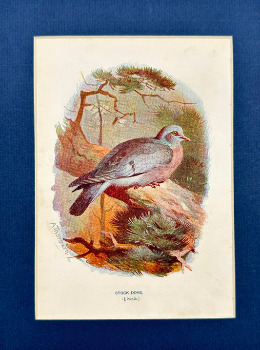 Antique Bird Print - William Swaysland - Stock Dove - Columba Oenas - F2