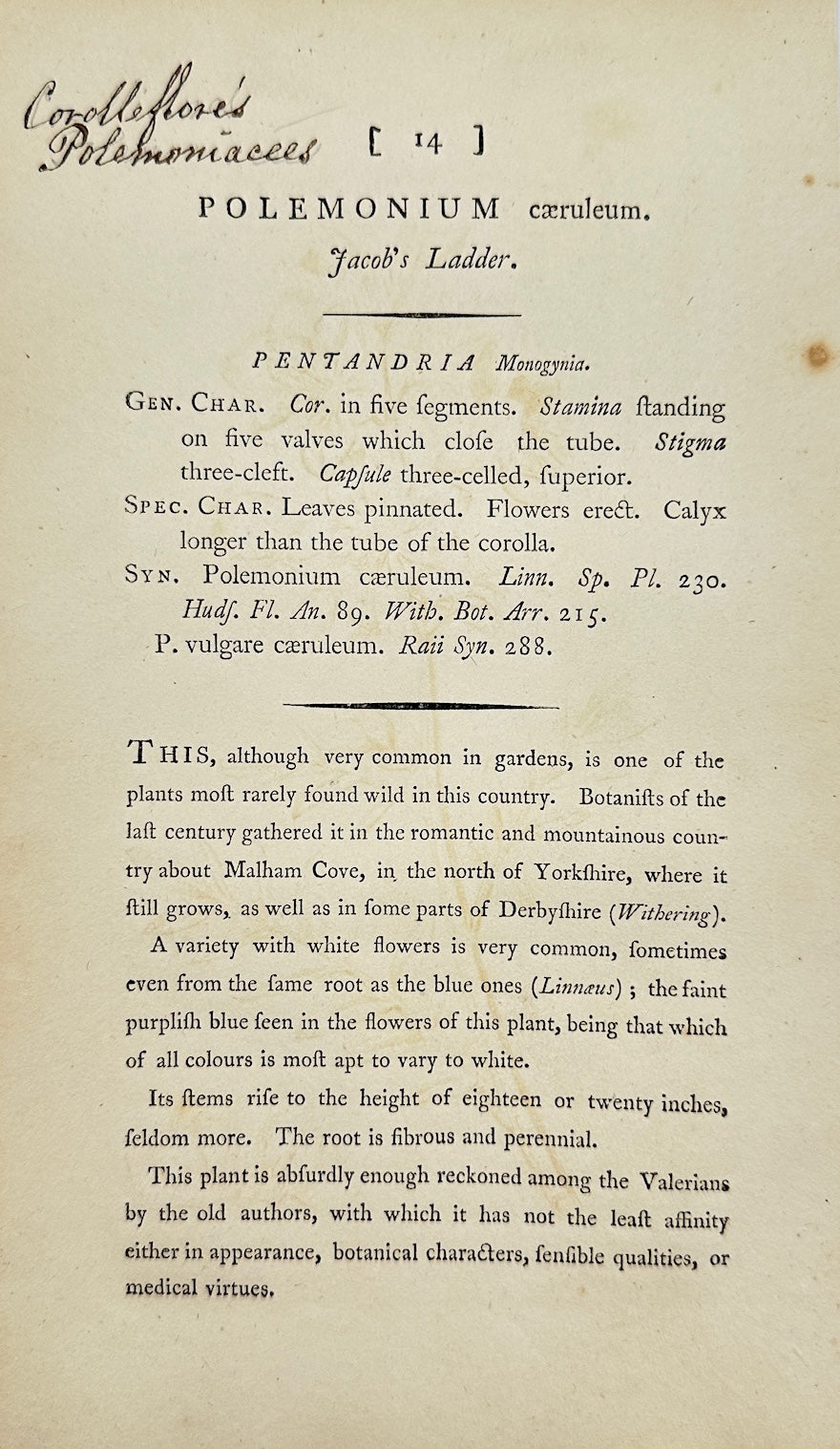 Antique Print - James Sowerby - Polemonium Caeruleum - Jacob's Ladder - F1