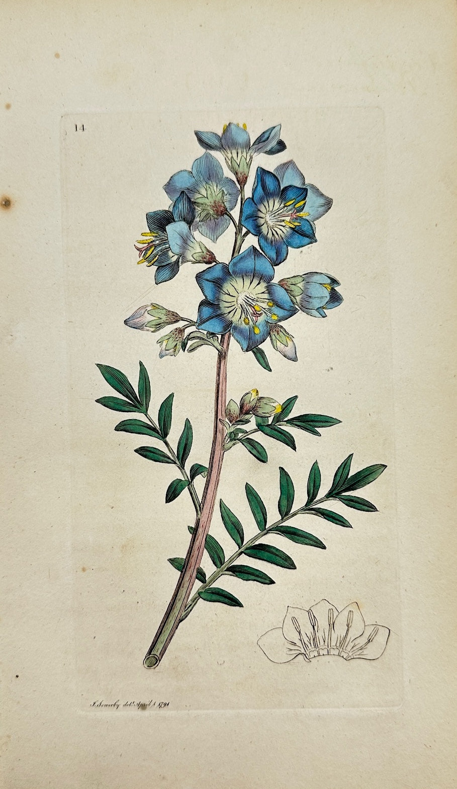 Antique Print - James Sowerby - Polemonium Caeruleum - Jacob's Ladder - F1
