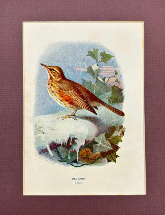 Antique Bird Print - William Swaysland - Redwing - Turdus Iliacus - F2