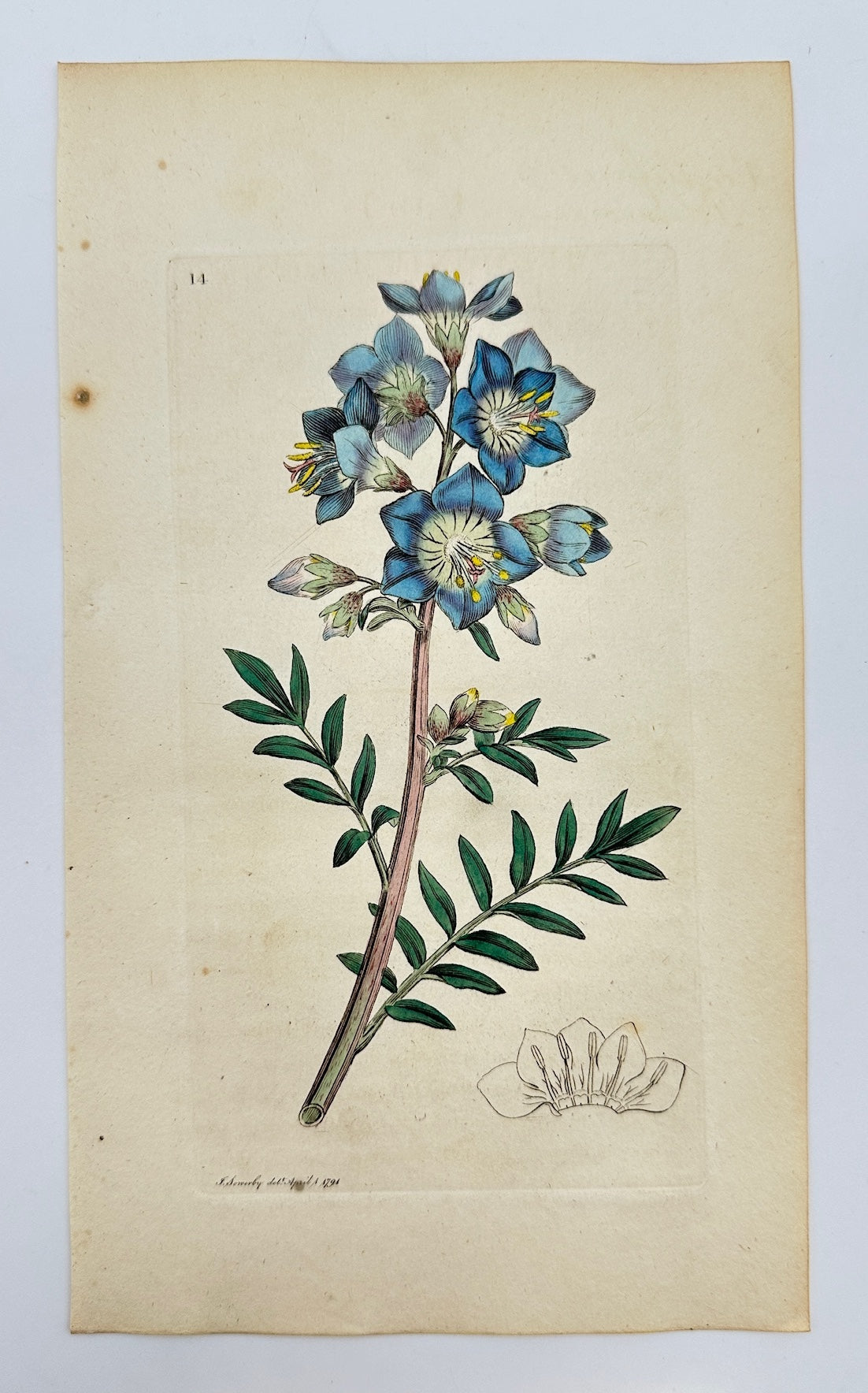 Antique Print - James Sowerby - Polemonium Caeruleum - Jacob's Ladder - F1
