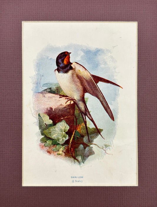 Antique Bird Print - William Swaysland - Swallow - Hirundo Rustica - F2
