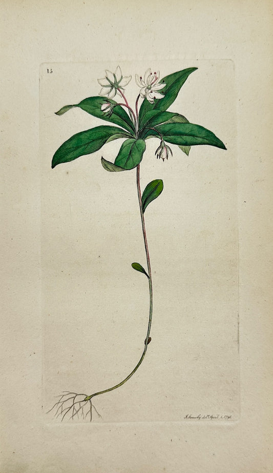 Antique Botanical Print - James Sowerby - Trientalis Europaea - Starflower - F1