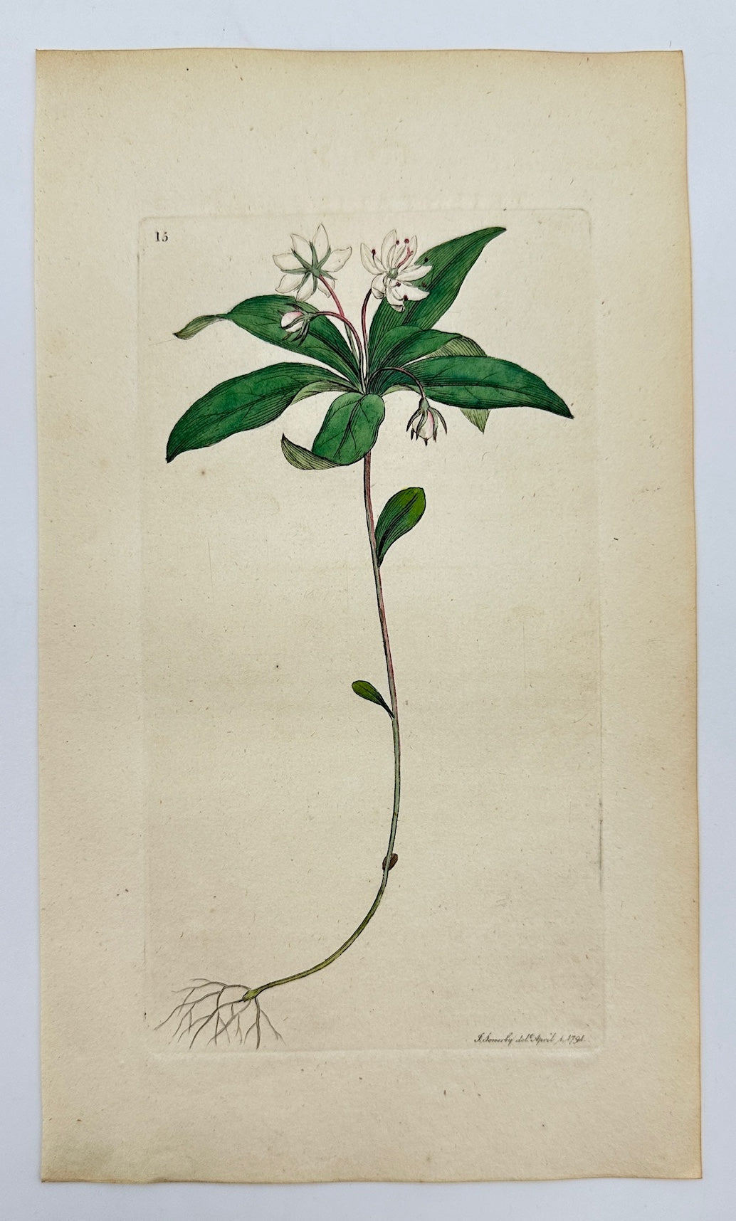 Antique Botanical Print - James Sowerby - Trientalis Europaea - Starflower - F1