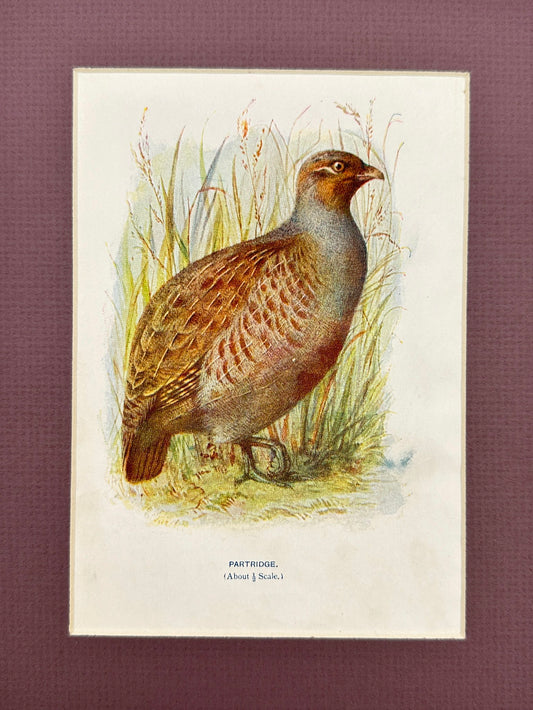 Original Antique Bird Print - William Swaysland - Partridge - Perdix - F2