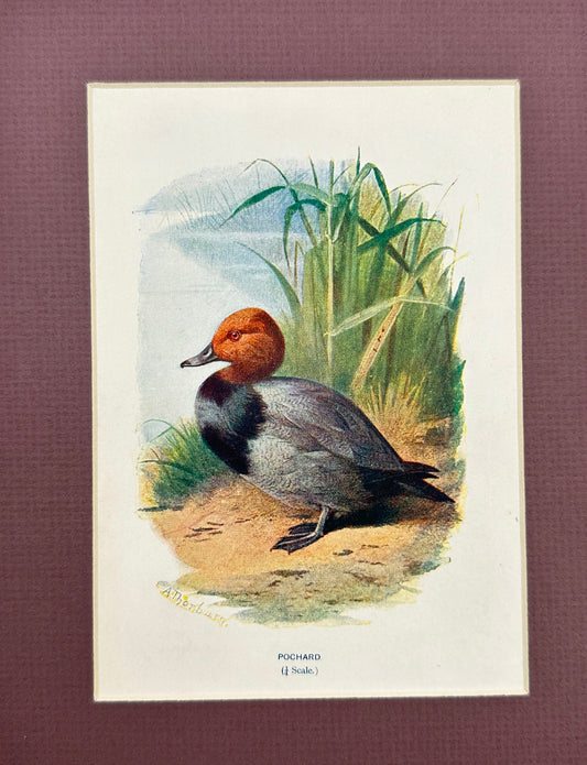 Antique Bird Print - William Swaysland - Pochard - Aythya Ferina - F2