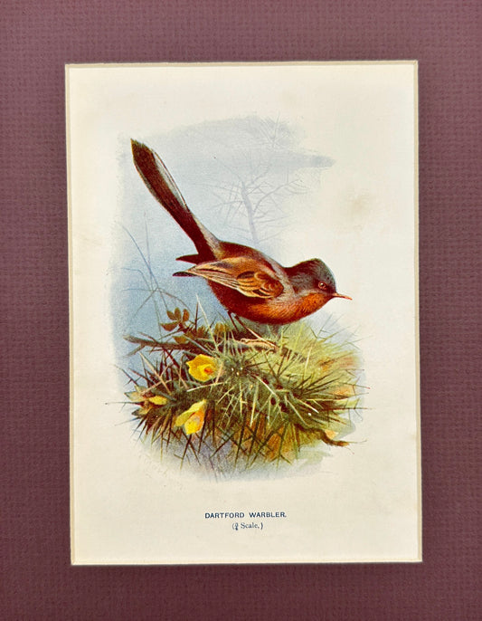 Antique Bird Print - William Swaysland - Dartford Warbler - Sylvia Undata - F2