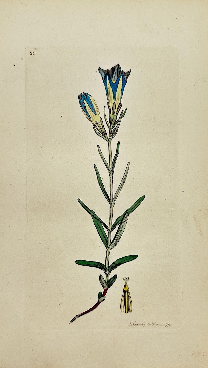 Antique Print - James Sowerby - Gentiana Pneumonanthe - Marsh Gentian - F1