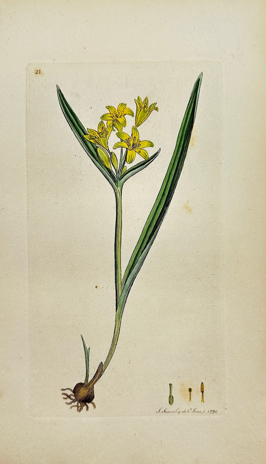 Antique Print - Sowerby - Ornithogalum Luteum - Yellow Star-of-Bethlehem - F1