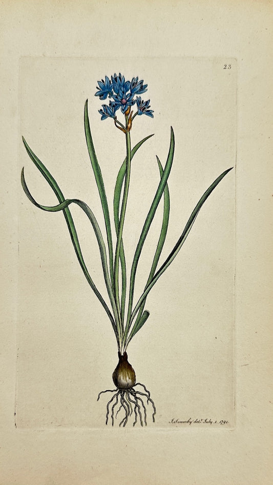 Antique Botanical Print - James Sowerby -  Scilla Verna - Spring Squill - F1