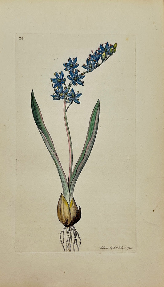 Antique Botanical Print - James Sowerby - Scilla Bifolia - Two-leaf Squill - F1