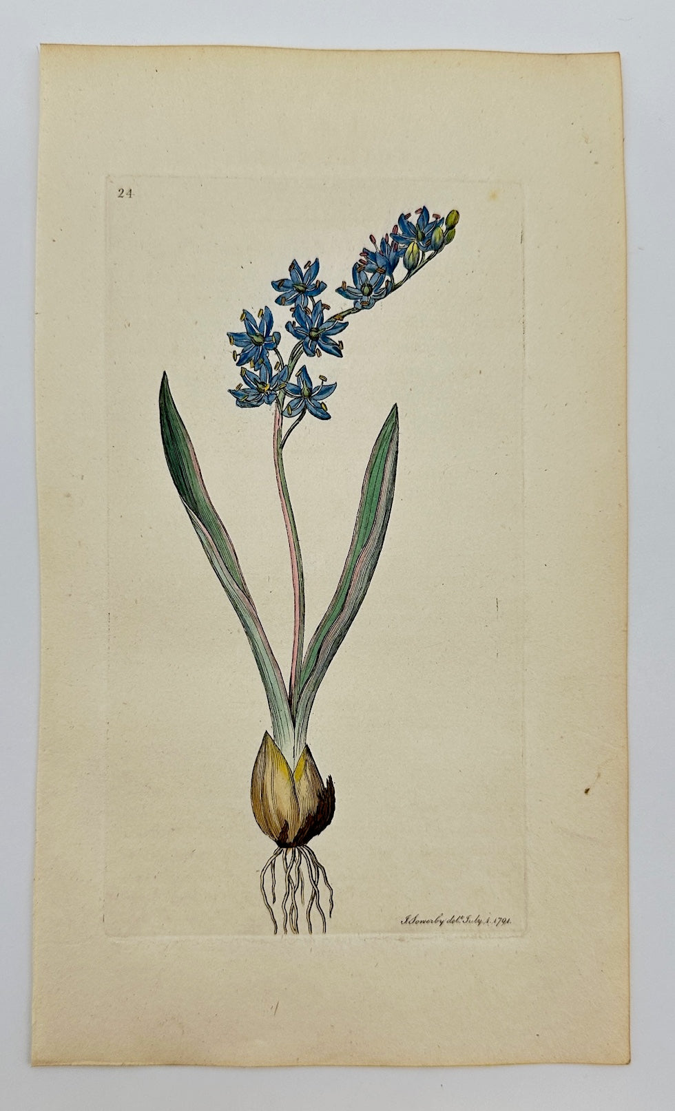 Antique Botanical Print - James Sowerby - Scilla Bifolia - Two-leaf Squill - F1
