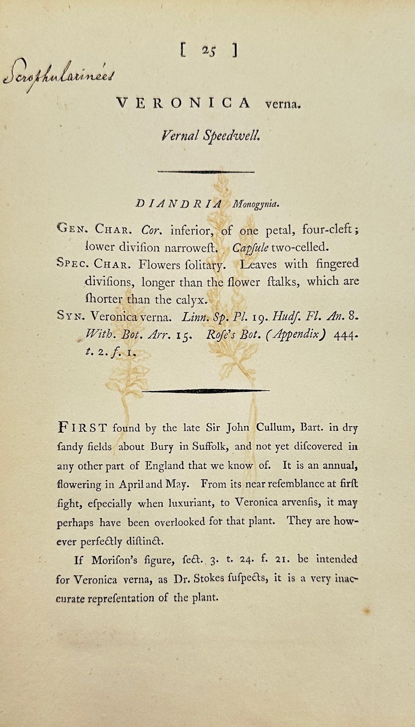 Antique Botanical Print - James Sowerby - Veronica Verna - Spring Speedwell - F1
