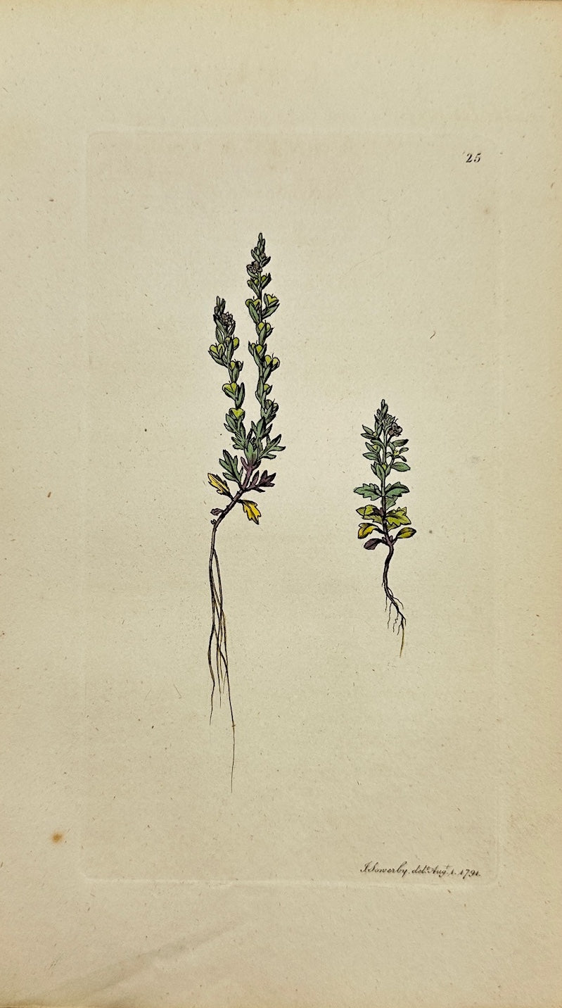 Antique Botanical Print - James Sowerby - Veronica Verna - Spring Speedwell - F1