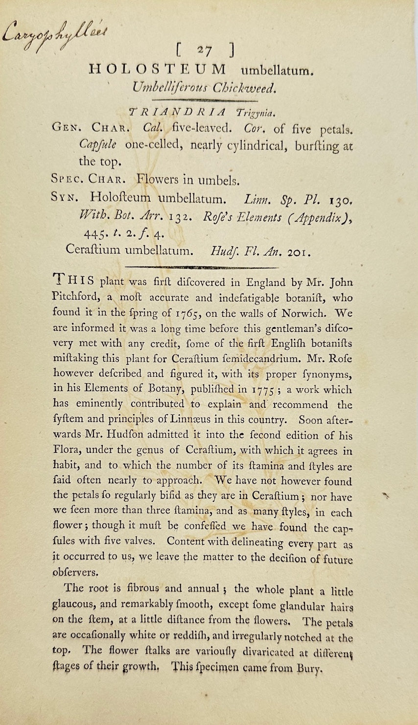 Antique Print - James Sowerby - Holosteum Umbellatum - Starry Mouse-ear - F1