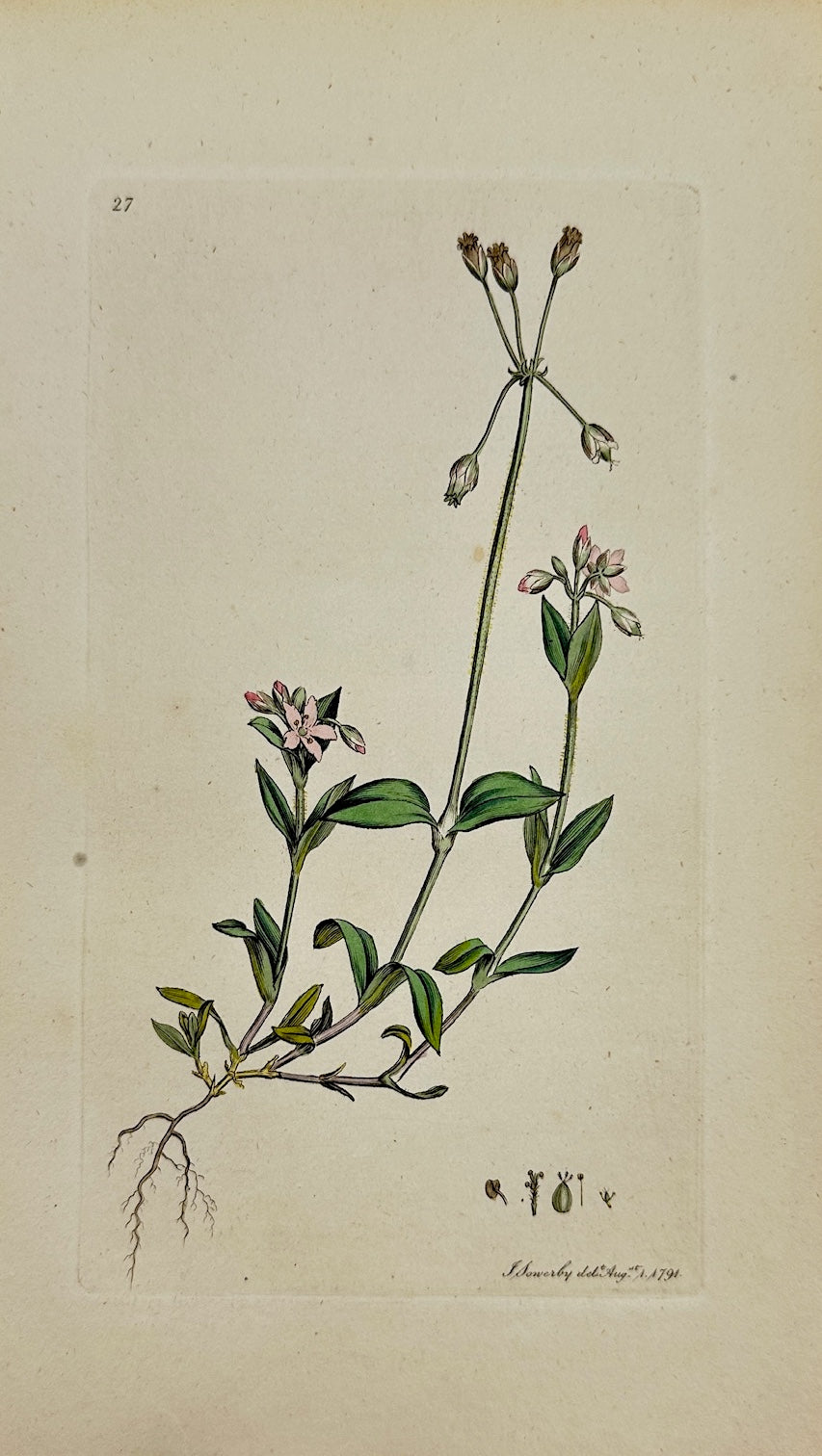 Antique Print - James Sowerby - Holosteum Umbellatum - Starry Mouse-ear - F1