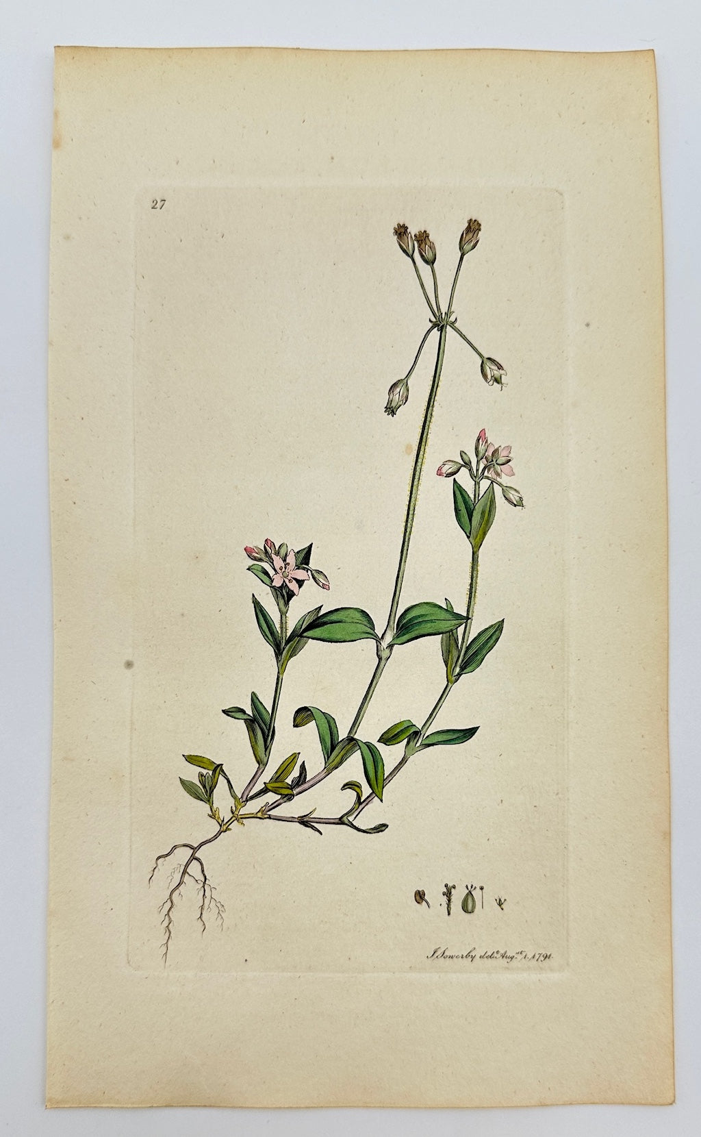 Antique Print - James Sowerby - Holosteum Umbellatum - Starry Mouse-ear - F1