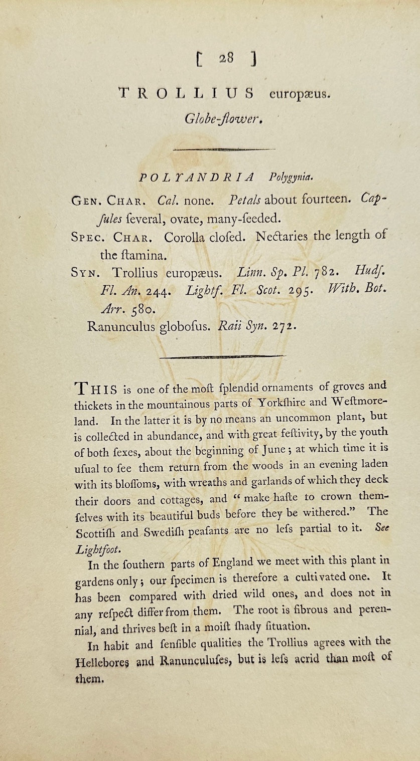 Antique Botanical Print - James Sowerby - Trollius Europaeus - Globeflower - F1