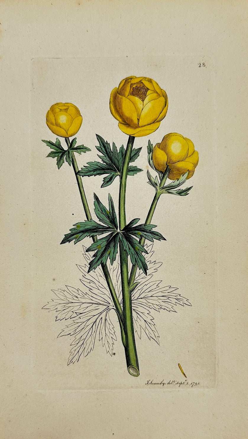 Antique Botanical Print - James Sowerby - Trollius Europaeus - Globeflower - F1