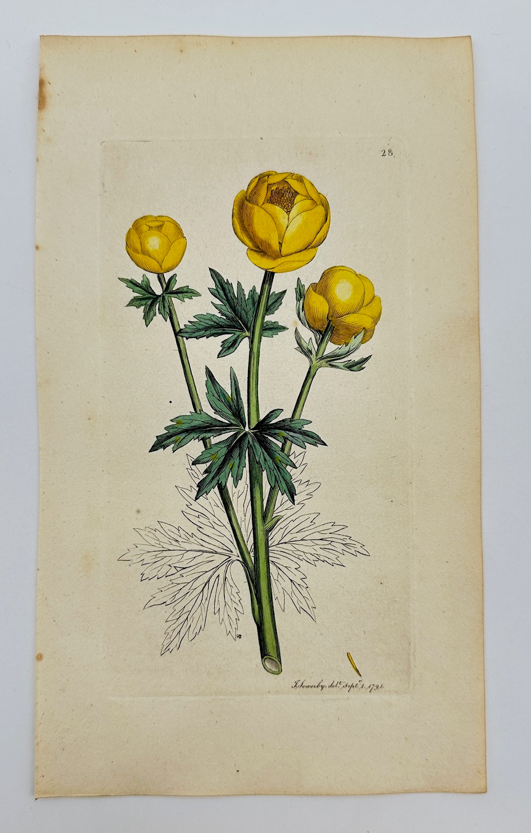Antique Botanical Print - James Sowerby - Trollius Europaeus - Globeflower - F1