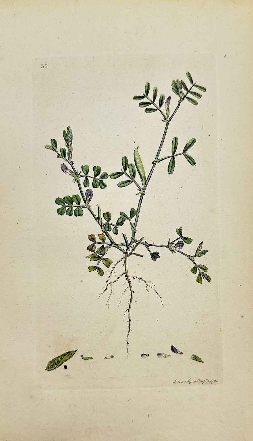 Antique Print - James Sowerby - Vicia Lathyroides - Lathyrus Vetch - F1